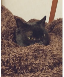 にゃんこ | その他