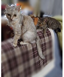 しるばときじ🐱🐱 | その他