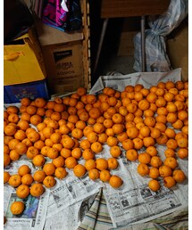 仲間たちﾐｶﾝ…(｢🍊 ･ω･)｢🍊 | その他