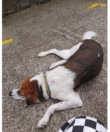 江上さんちのわんこ🐶 | その他