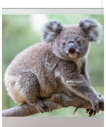 コアラ🐨 | その他