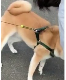 イッヌ | その他