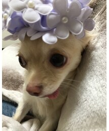 3coins | シュシュ