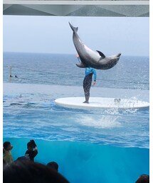 イルカショー✨ | その他