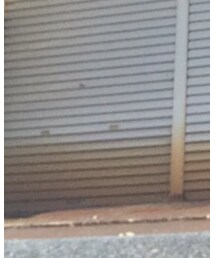 DIESEL | スニーカー