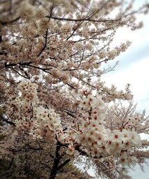 SACRA | 満開でした✨(その他)