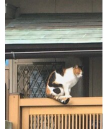 ねこ | その他