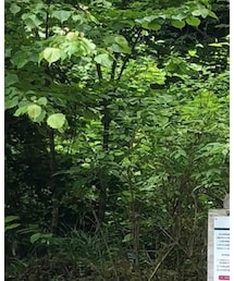 THE NORTH FACE PURPLE LABEL | ハット