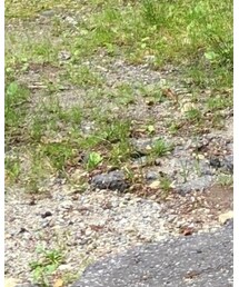 c3fit | レギンス/スパッツ