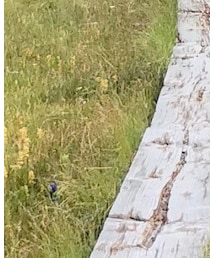 THE NORTH FACE | その他パンツ