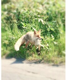 きつね ﻿ | その他