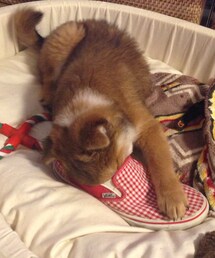 VANS | スニーカー