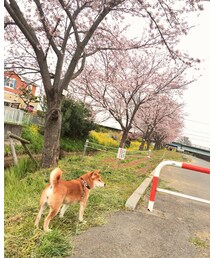 今年の桜🌸 | その他