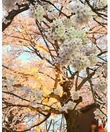 桜🌸@『権現堂』 | その他