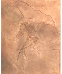 始祖鳥 | アークテリクスロゴ元ネタ(その他)