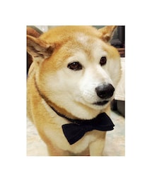 コロ様(その他)