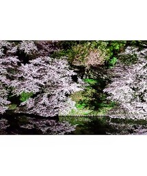 千鳥ヶ淵公園の夜桜(その他)
