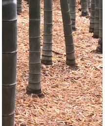 thisisneverthat | シャツ/ブラウス