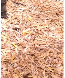 SHAKA | サンダル