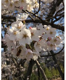 桜とミツバチ | その他