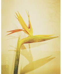 鹿与飞鸟 | パーカー