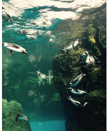 水族館 | その他