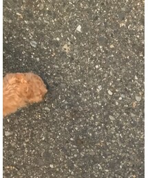 トイプードル | その他