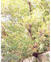 URBAN RESEARCH | ピアス（両耳用）