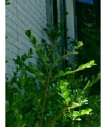 ベビーギャップ | シャツ/ブラウス