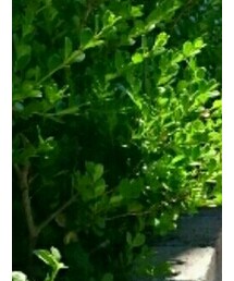 ベビーギャップ | その他パンツ