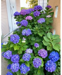 紫陽花咲いたよ🌸 | ブローチ/コサージュ