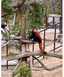 レッサーパンダ | その他ペットグッズ