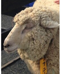 イングランドの丘 | アニー(その他)