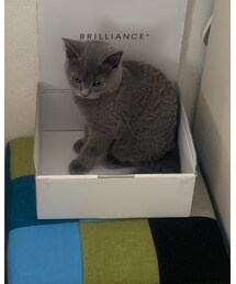 ブリティッシュショートヘア | 我が家の愛猫。結婚指輪が届いた時の箱に入るの、お気に入り。(その他)