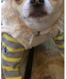 asknowasdewan | Tシャツ/カットソー