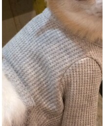 asknowasdewan | Tシャツ/カットソー