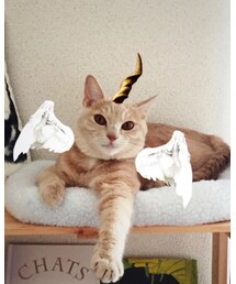 🎃🐈 | 仮装はいやがりそうなのでスタンプで(その他)