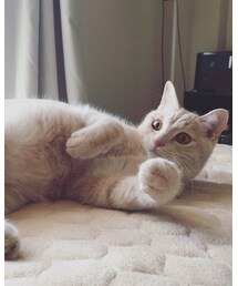 🐈 | その他