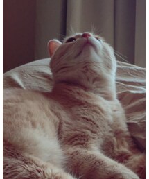 🐈 | その他