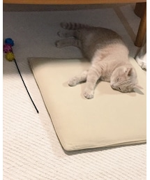 🐈 | その他