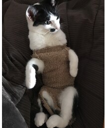 🐈 | その他