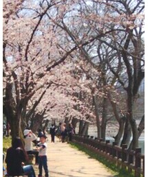 後楽園の桜 | その他