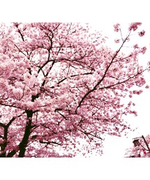 no brand | 桜🌸(その他)