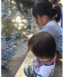 鯉の餌やり | その他