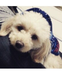 マロン | その他