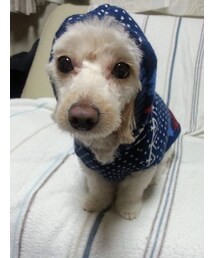 マロン | その他