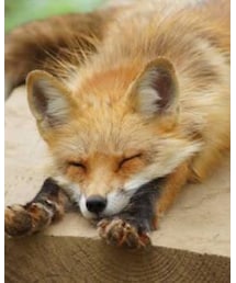 Maison Kitsune | スウェット