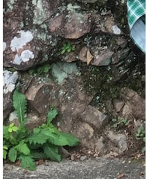 VIBERG BOOT | ブーツ