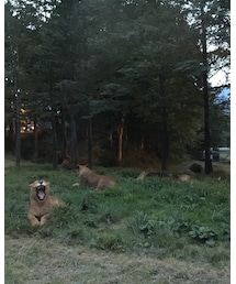 サファリパーク | その他