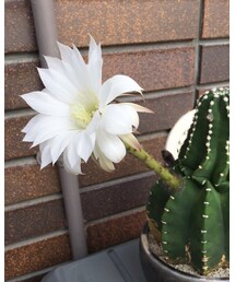 サボテンの花 | その他